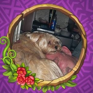 Meet your Posher, Melody